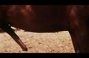 XXX Trong mông nga trẻ chó